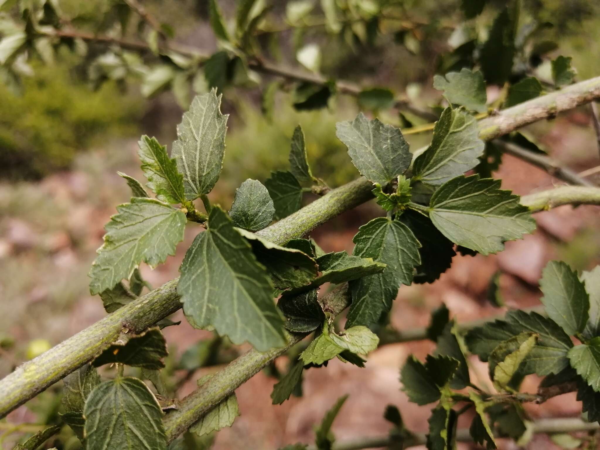 Imagem de Hibiscus meyeri subsp. transvaalensis (Exell) Exell