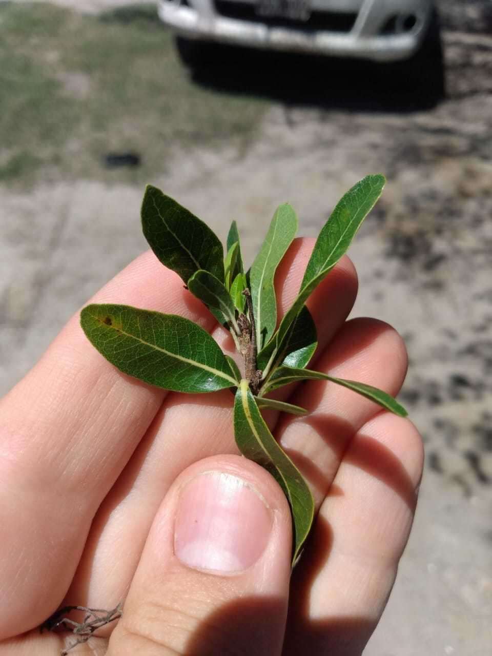 Sivun Terminalia triflora (Griseb.) Lillo kuva