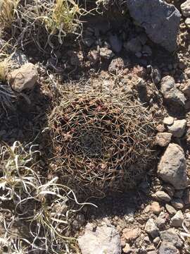 Image of little nipple cactus