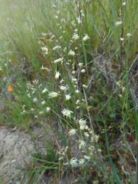 Sivun Caulanthus flavescens (Hook.) Payson kuva