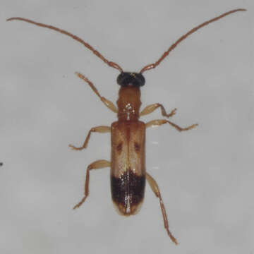 Image of Atesta stigmosa (Pascoe 1866)