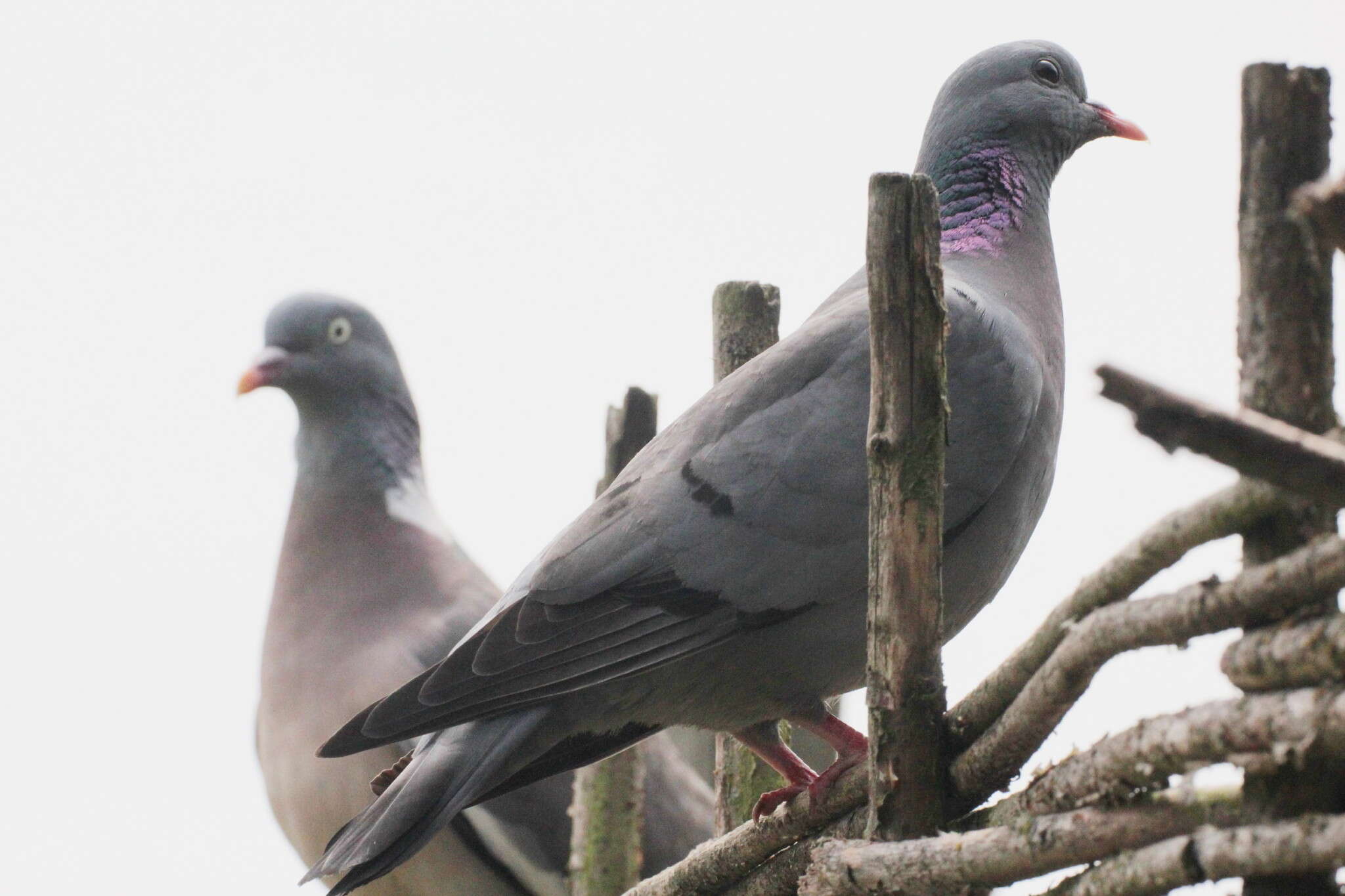 Image of Stock Dove