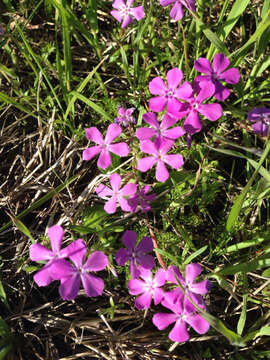 Image of pointed phlox