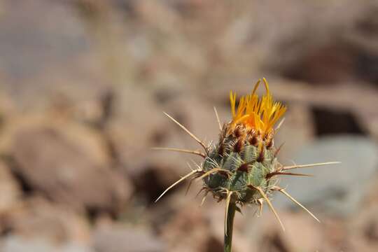 Image de Centaurea pubescens Willd.