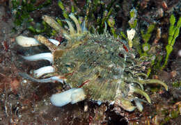 Image of scaly thorny oyster