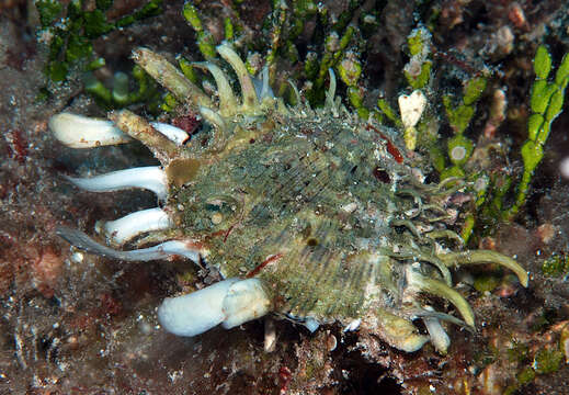 Image of scaly thorny oyster