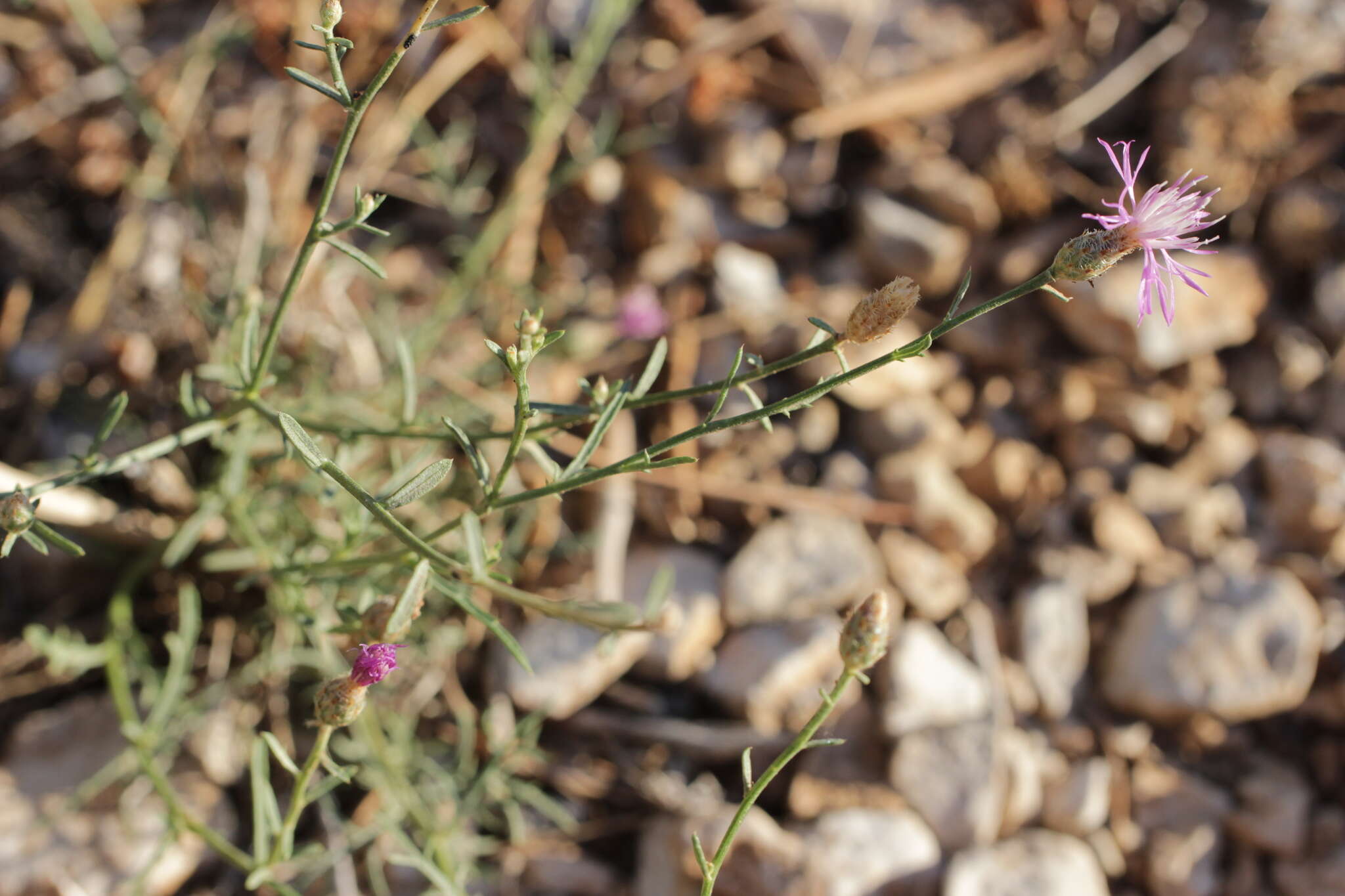 Слика од Centaurea glaberrima subsp. divergens (Vis.) Hayek