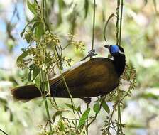 Image of Blue-faced Honeyeaters