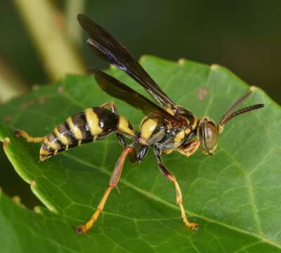 Image of Saygorytes Nemkov 2007