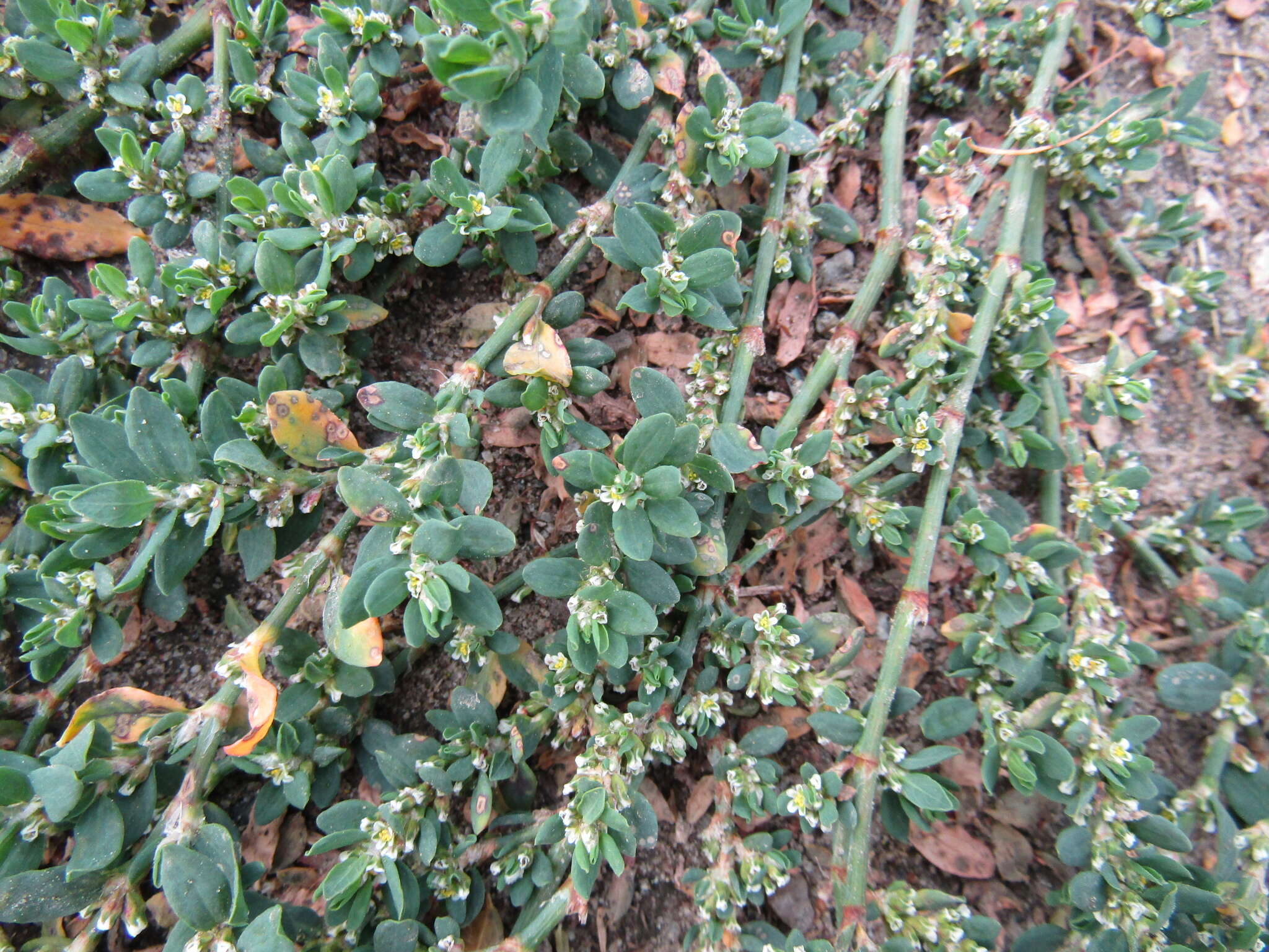 Image of Polygonum aviculare subsp. aviculare