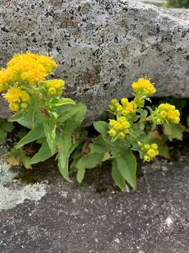 Image of Blue Ridge goldenrod