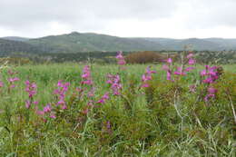 Image of Common Sword Lily