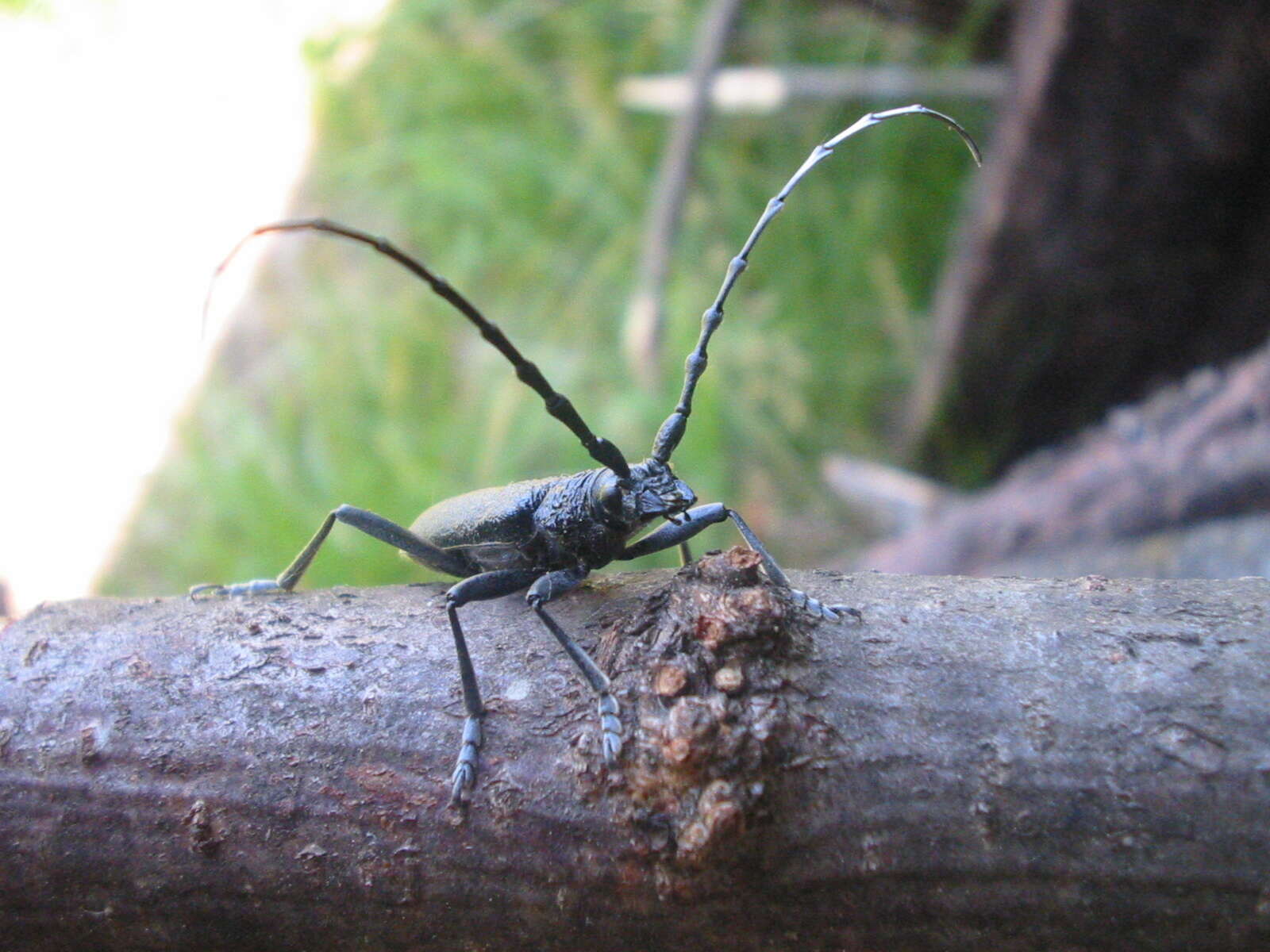 Image of capricorn beetle