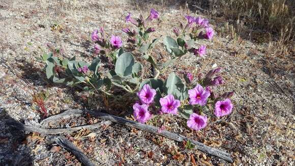 Image de Mirabilis multiflora var. pubescens S. Wats.