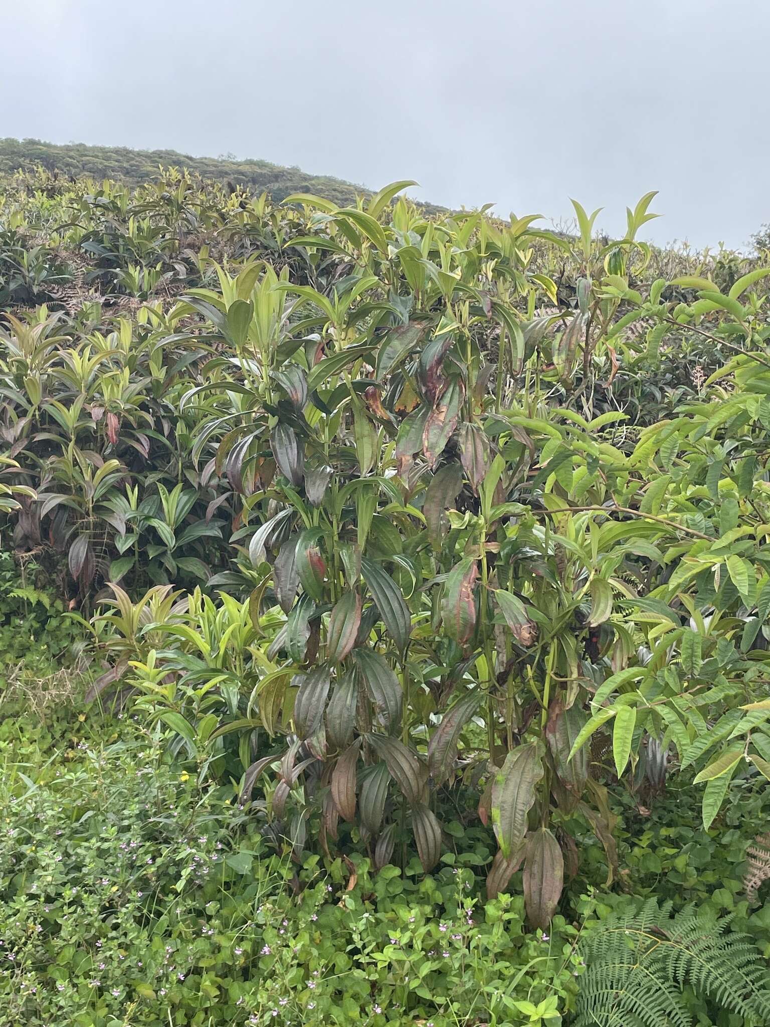 Image of Miconia robinsoniana Cogn.