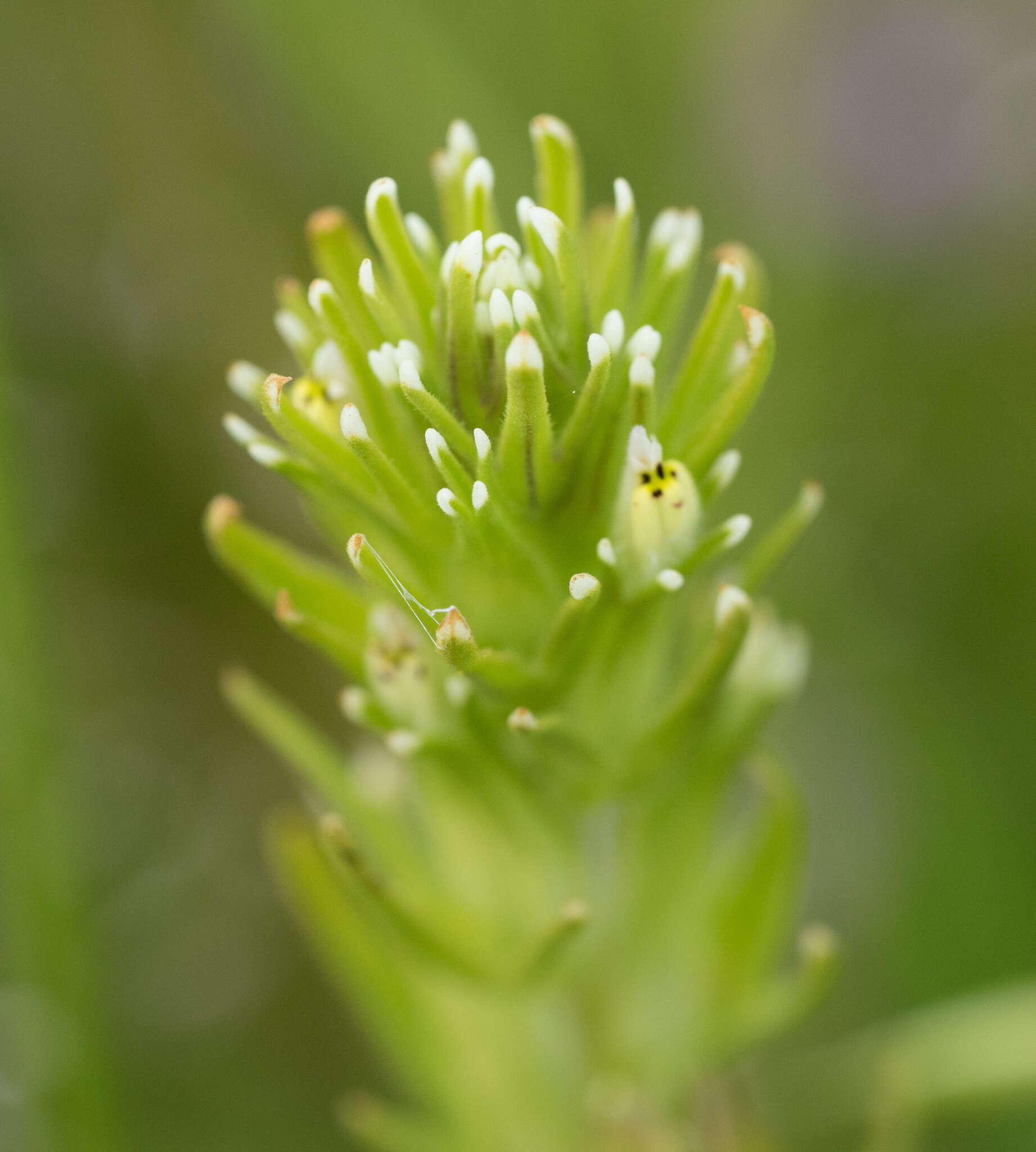 Image of attenuate Indian paintbrush