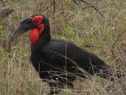 Image of Southern Ground Hornbill