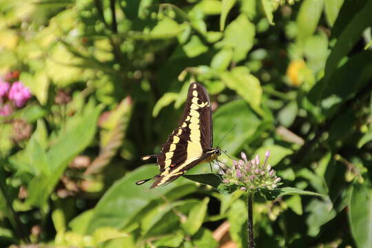 Image de Papilio homothoas Rothschild & Jordan 1906