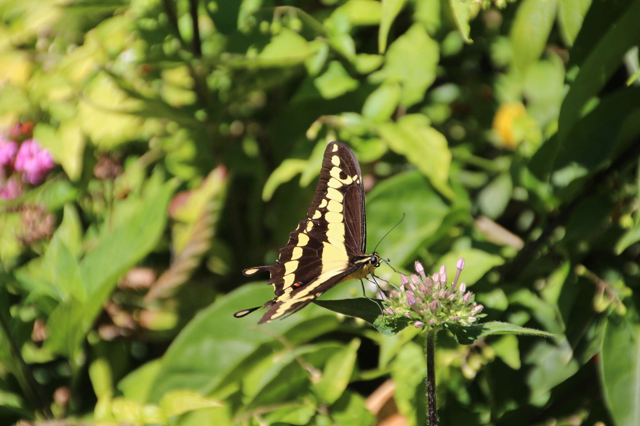 Image of Papilio homothoas Rothschild & Jordan 1906