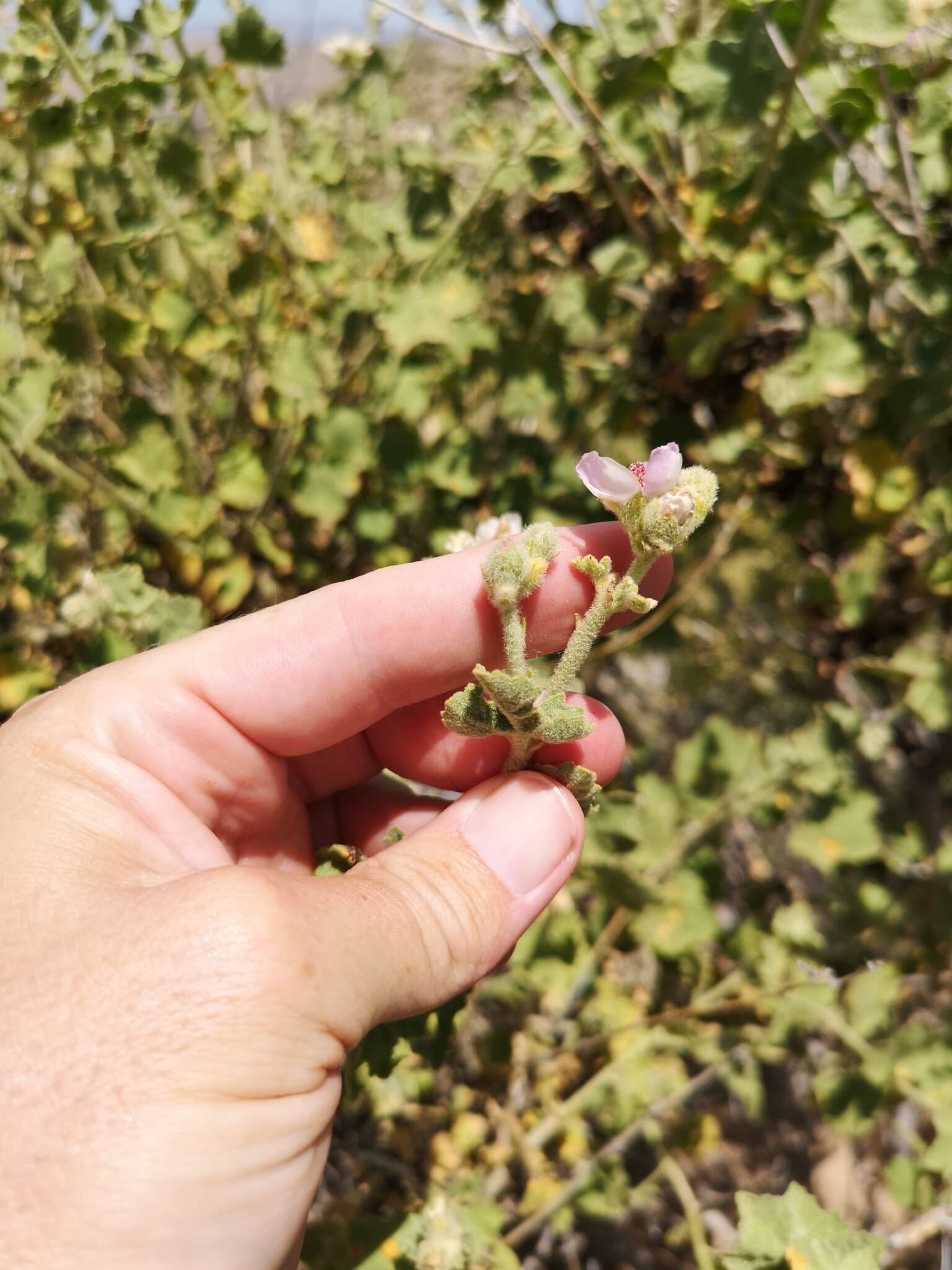 Image of San Clemente Island bushmallow