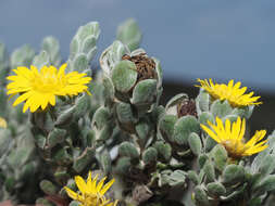 Plancia ëd Oedera spathulifolia (K. Bremer) N. G. Bergh