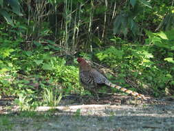 Image of Copper Pheasant