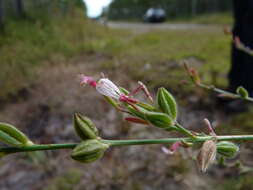 Sivun Oenothera simulans (Small) W. L. Wagner & Hoch kuva