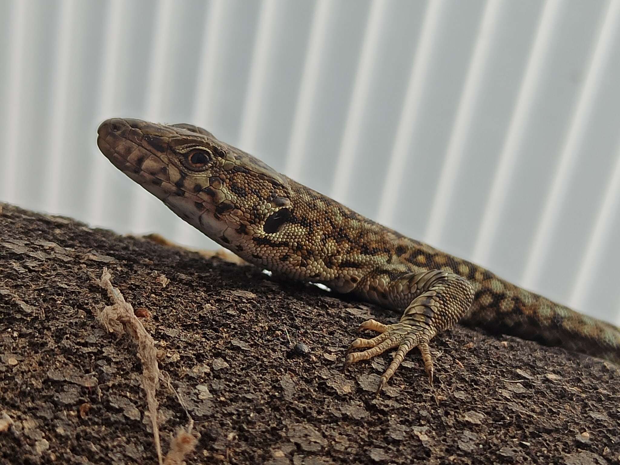 Image of Podarcis guadarramae guadarramae (Boscá 1916)