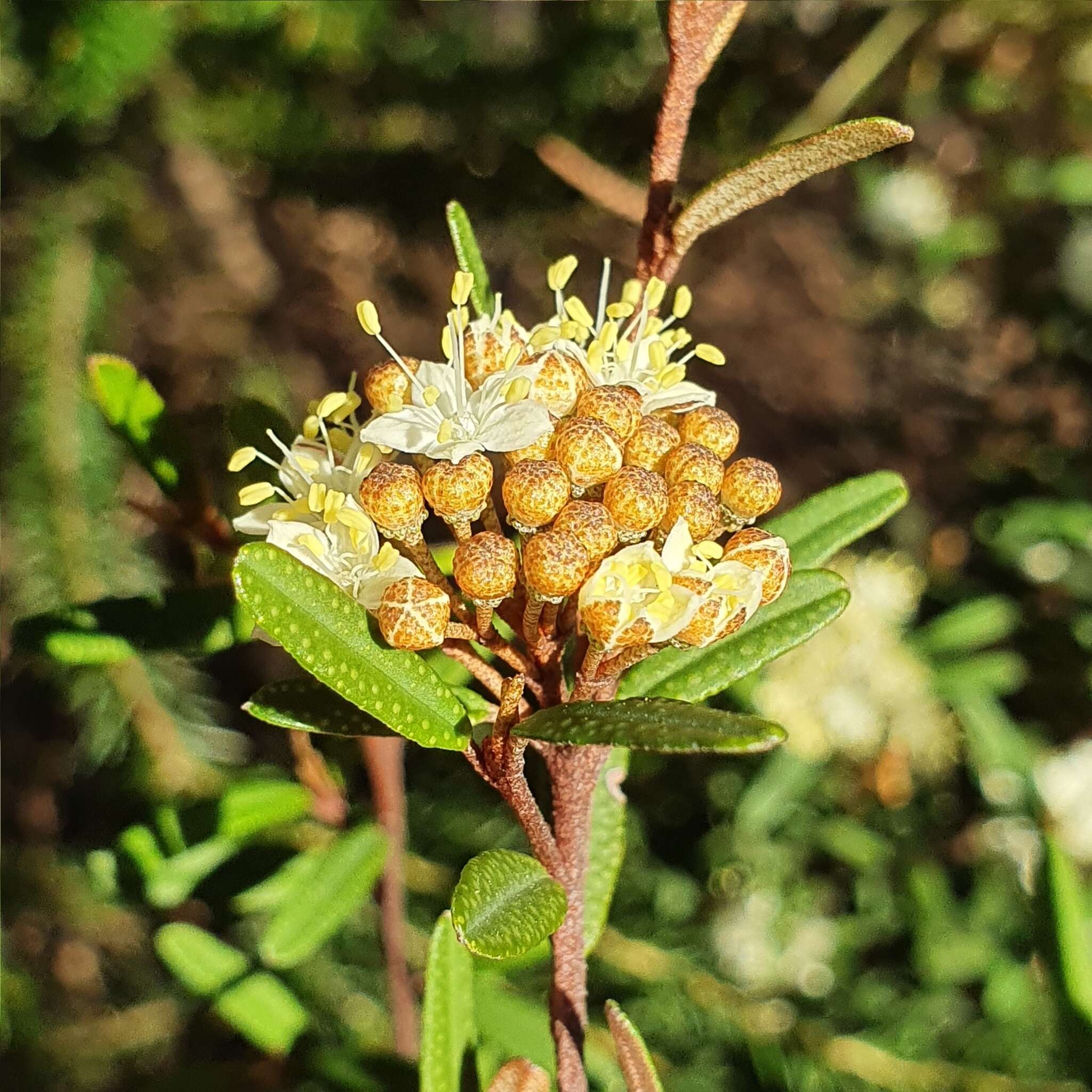 Image of Phebalium squamulosum subsp. squamulosum