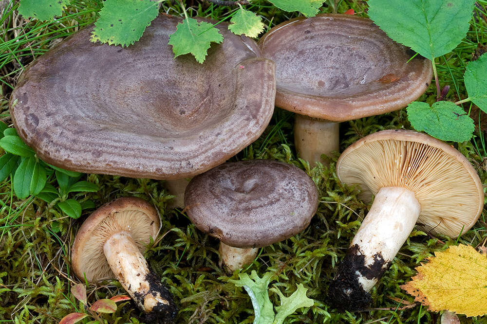 Image of Lactarius subcircellatus Kühner 1975