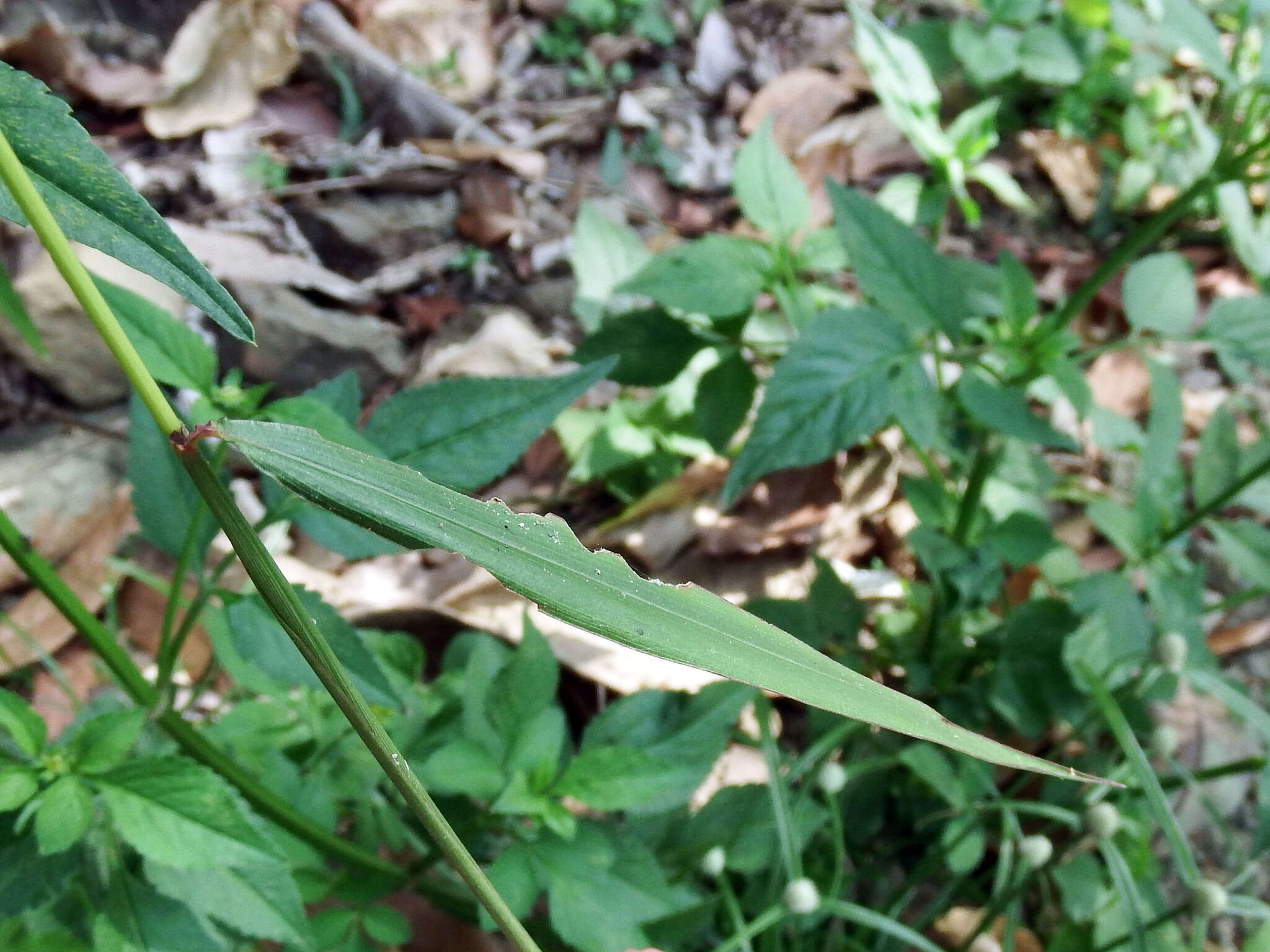 Image de Microstegium fasciculatum (L.) Henrard