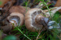 Image of Cortinarius pholideus (Lilj.) Fr. 1838