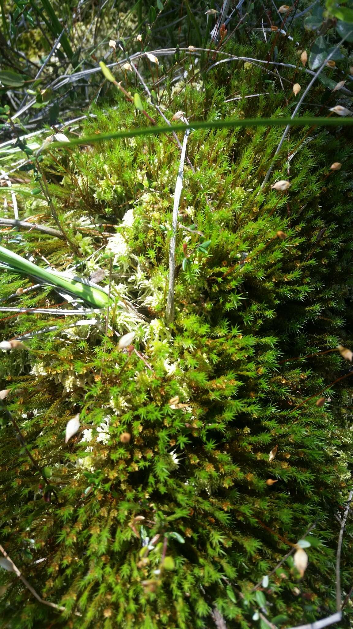 Imagem de Polytrichum strictum Menzies ex Bridel 1801