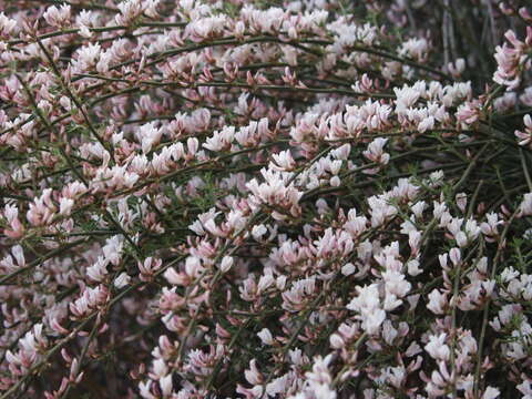 Image de Cytisus supranubius (L. fil.) Kuntze