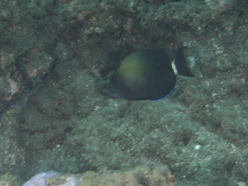 Image of Orange socket surgeonfish