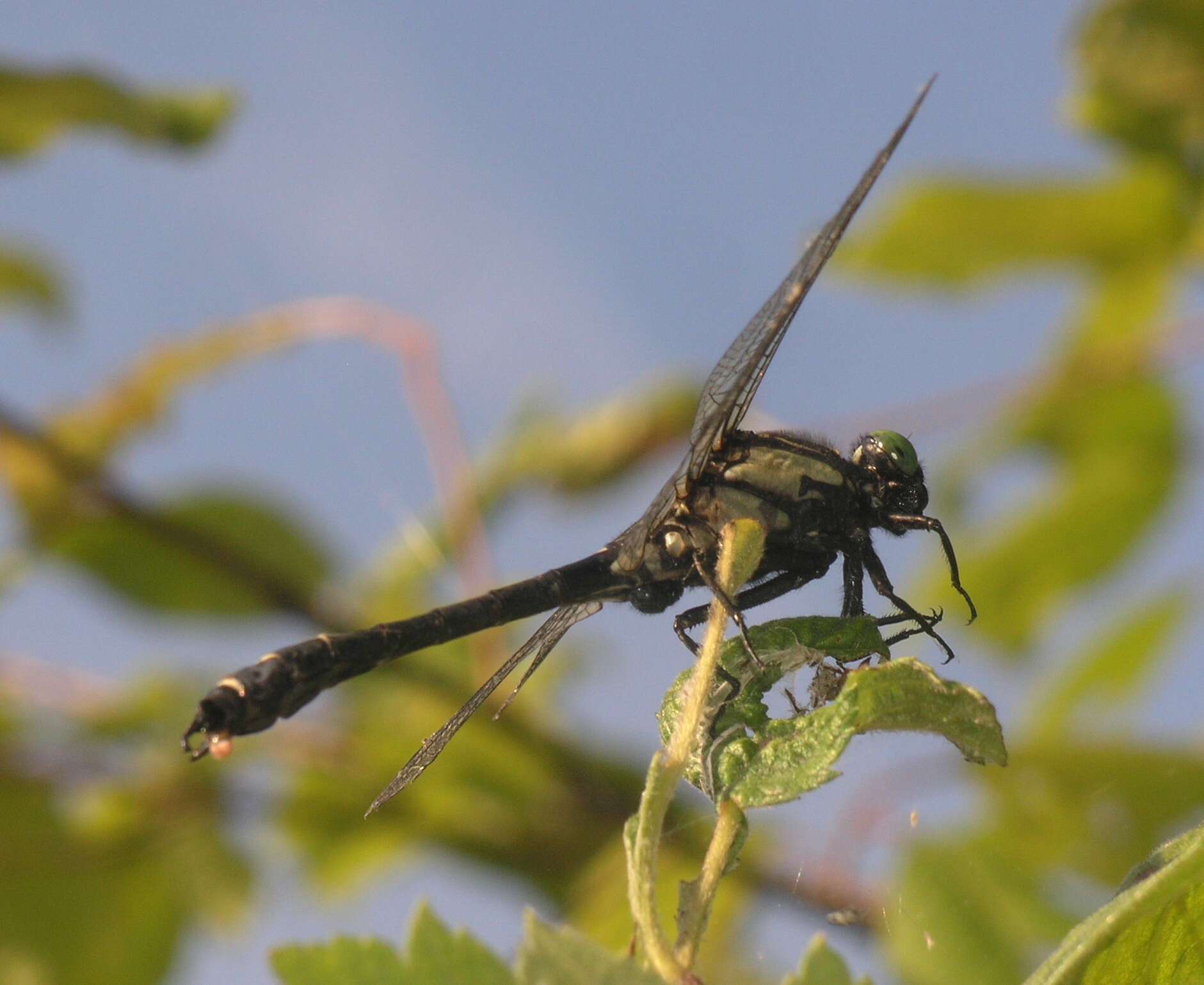 Imagem de <i>Shaogomphus postocularis epophthalmus</i> Selys 1872