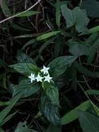 Image of Mussaenda parviflora Miq.