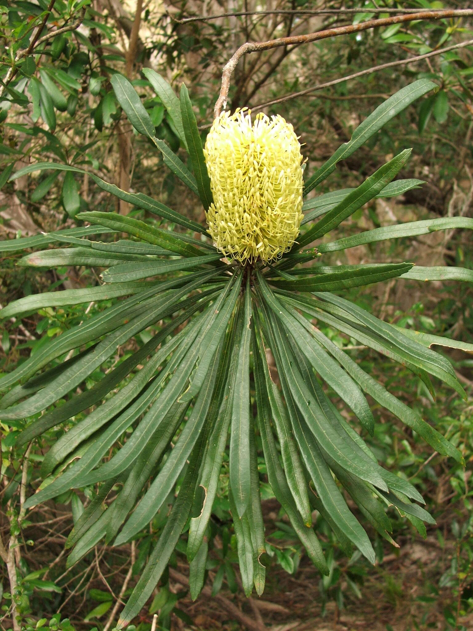 Image of northern banksia