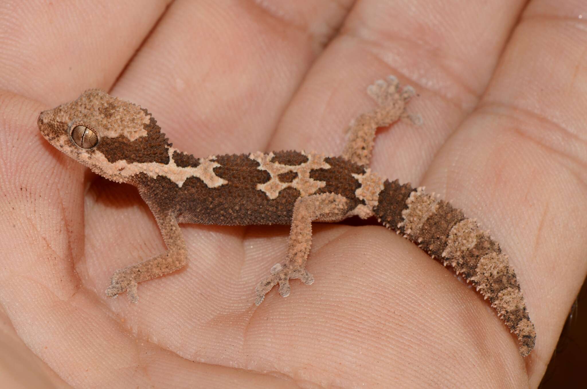 Image of Rough Thick-toed Gecko