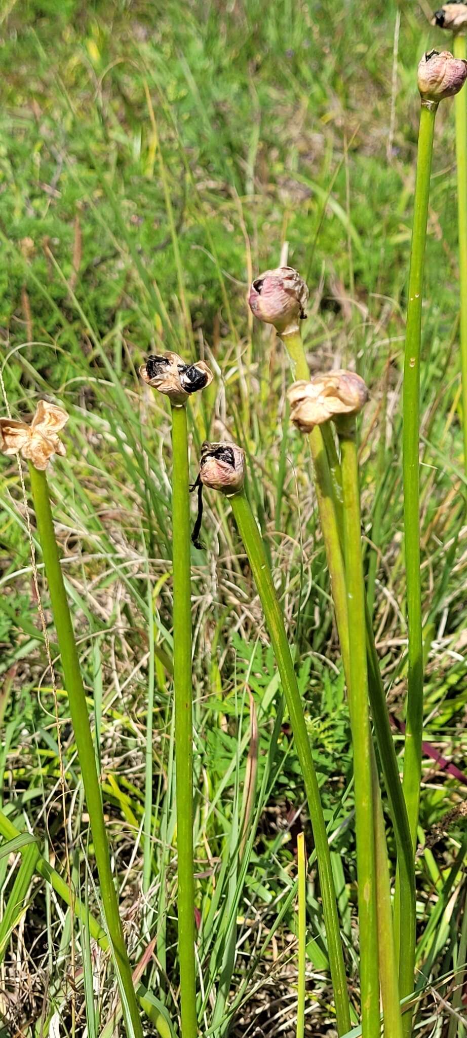 Image of Red-Margin Zephyr-Lily