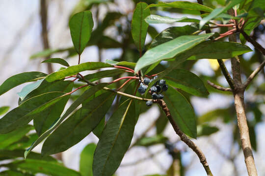 Imagem de Daphniphyllum macropodum Miq.