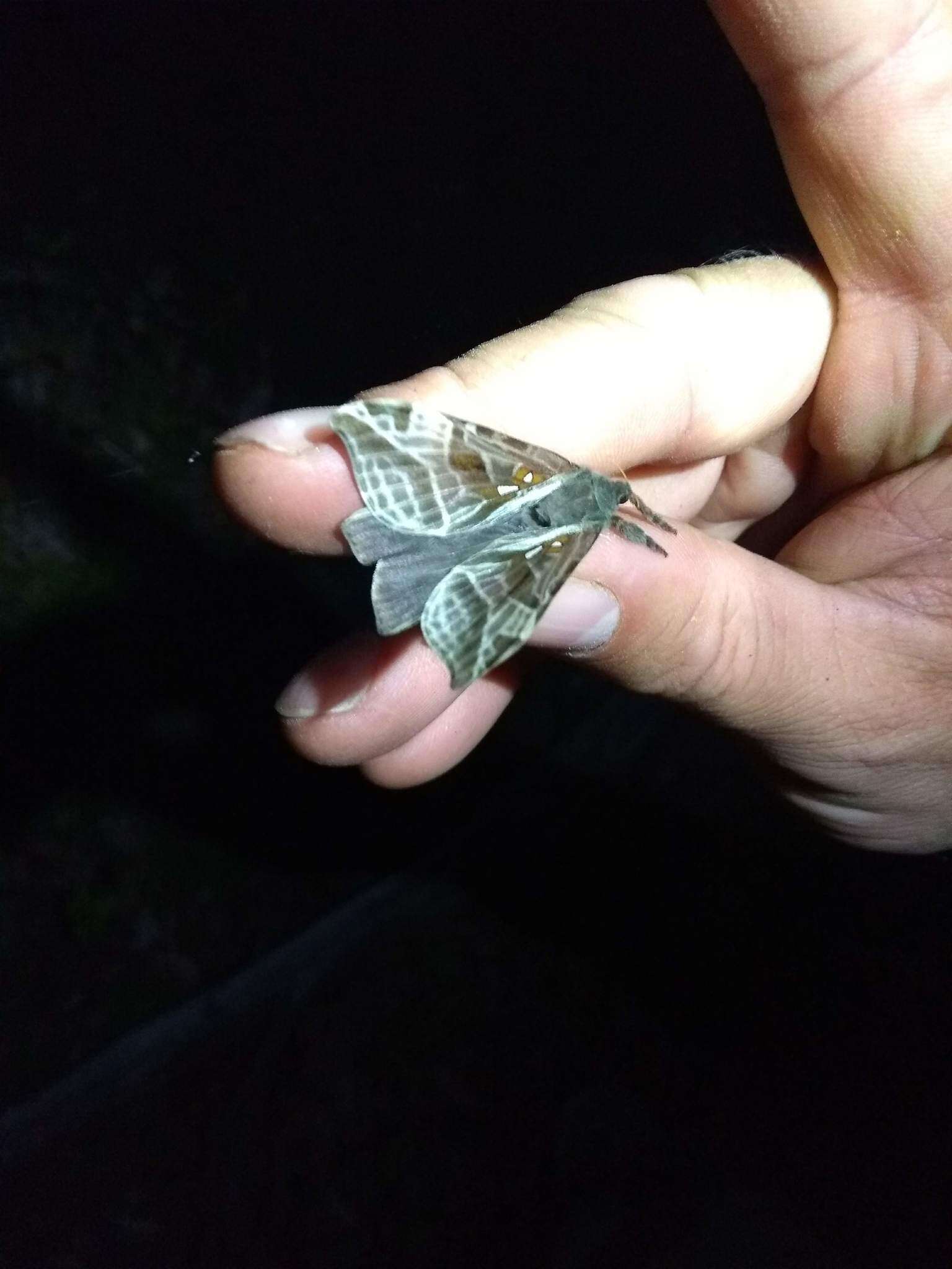 Image of Silver-spotted Ghost Moth