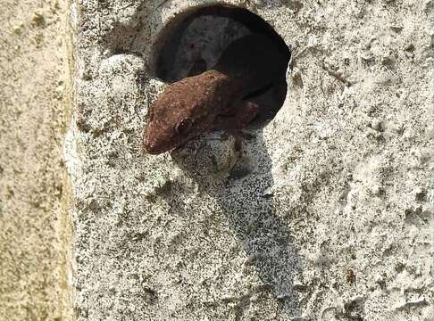 Image of Oriental Leaf-toed Gecko