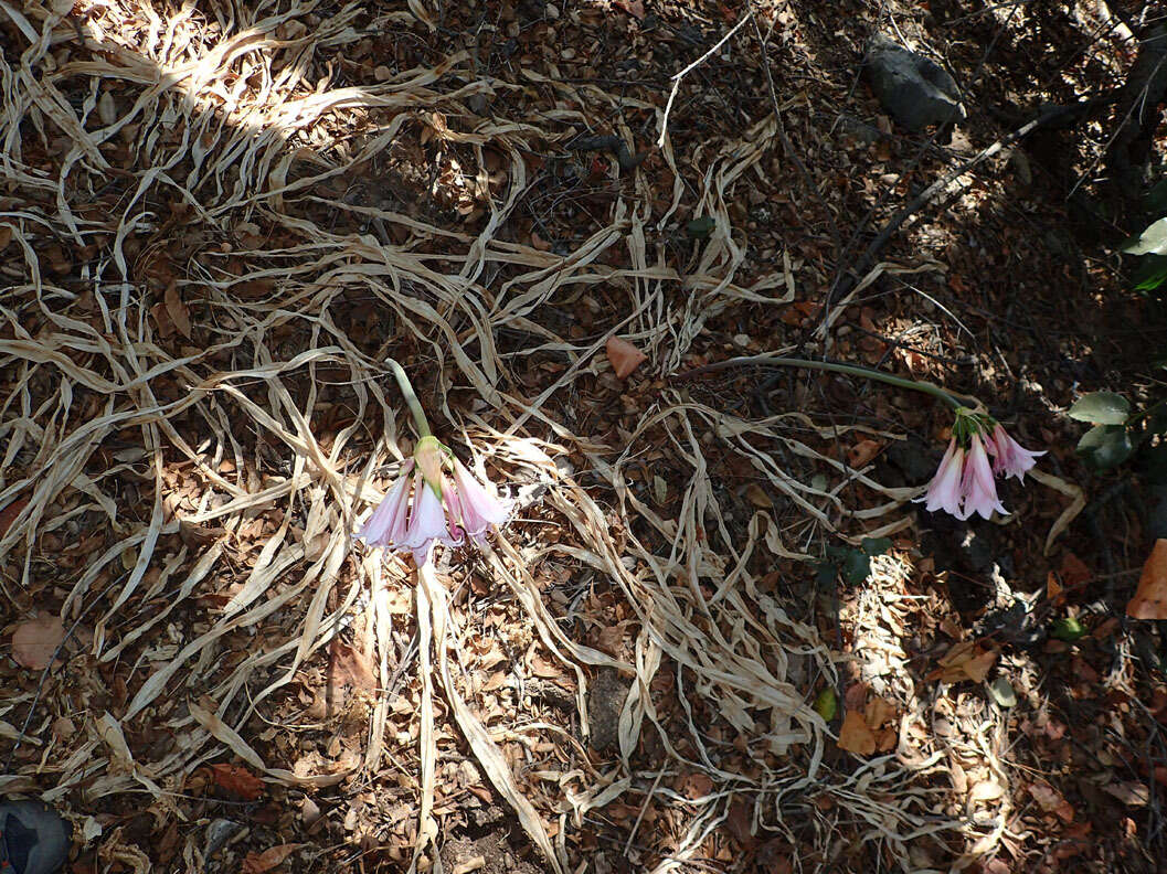 Image of Amaryllis