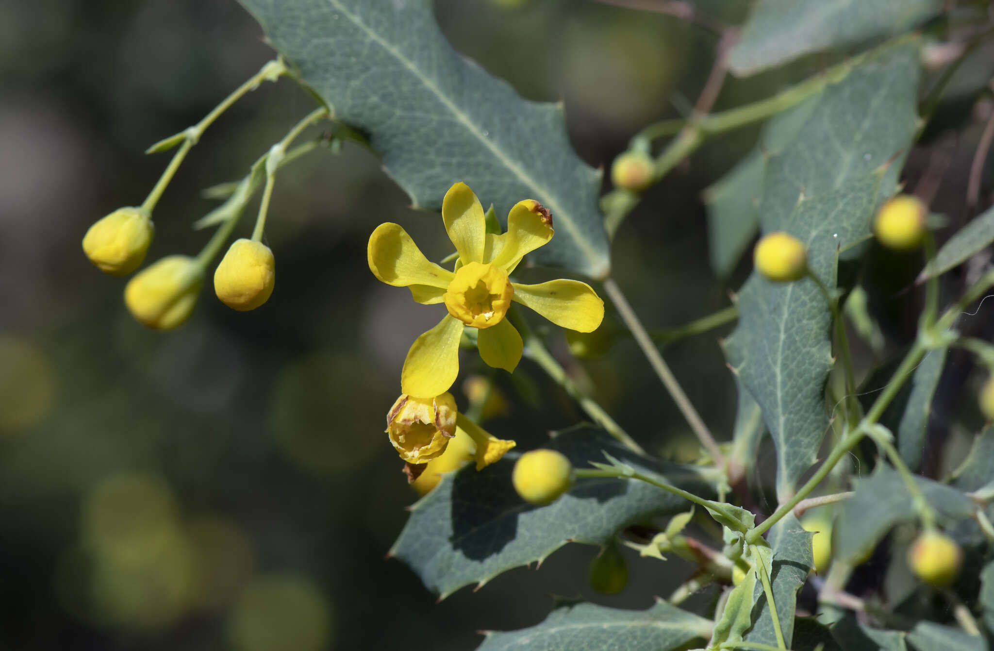 Image of Nevin's barberry