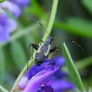 صورة Aphanosoma italicum A. Costa 1842