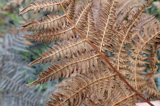 Image of Bracken