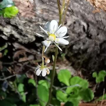 Image of Saxifraga cuneifolia L.