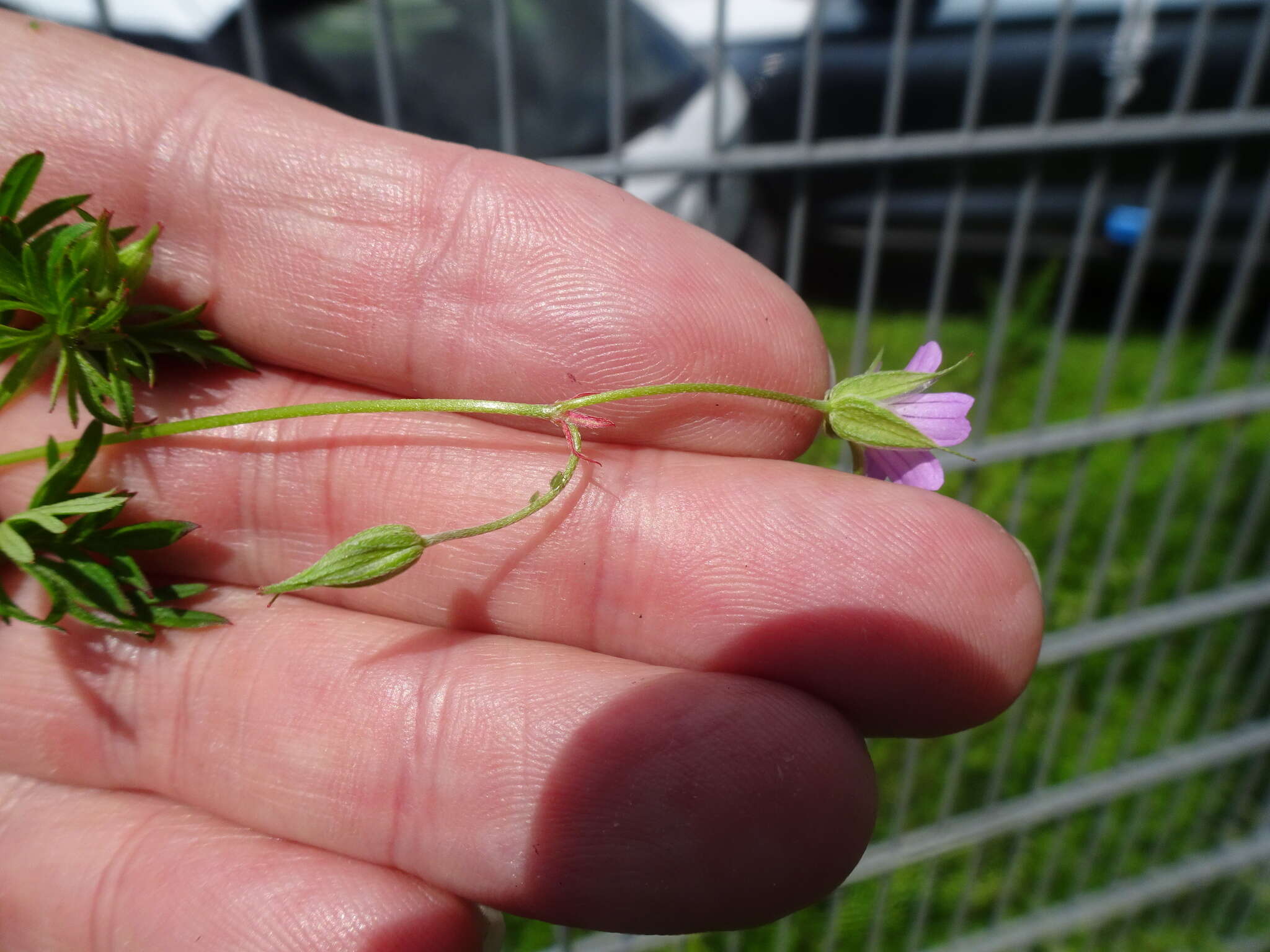 Plancia ëd Geranium columbinum L.