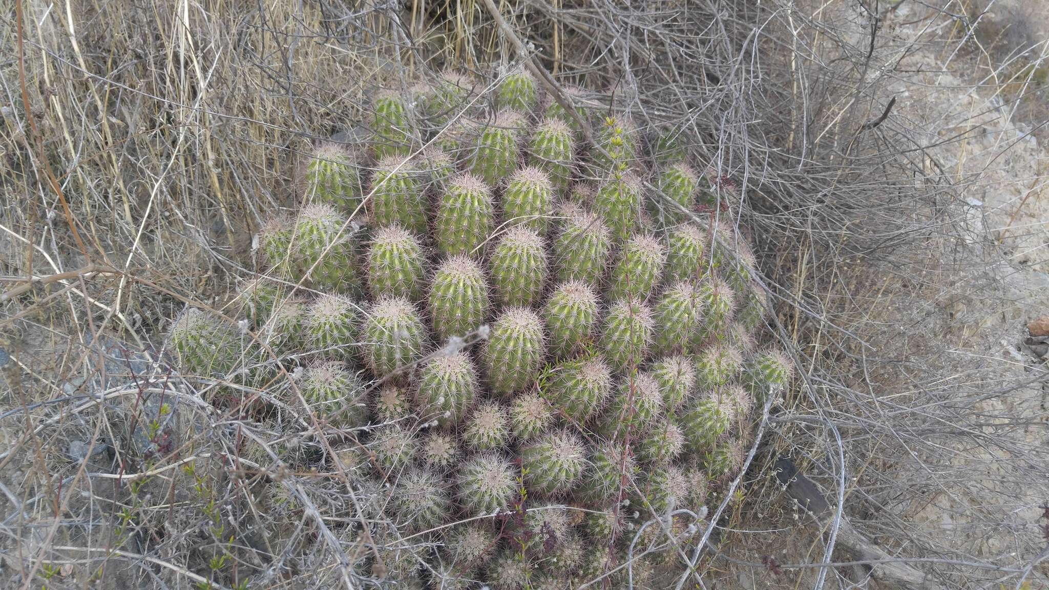 Image of Echinocereus pacificus (Engelm. ex Orcutt) Britton & Rose